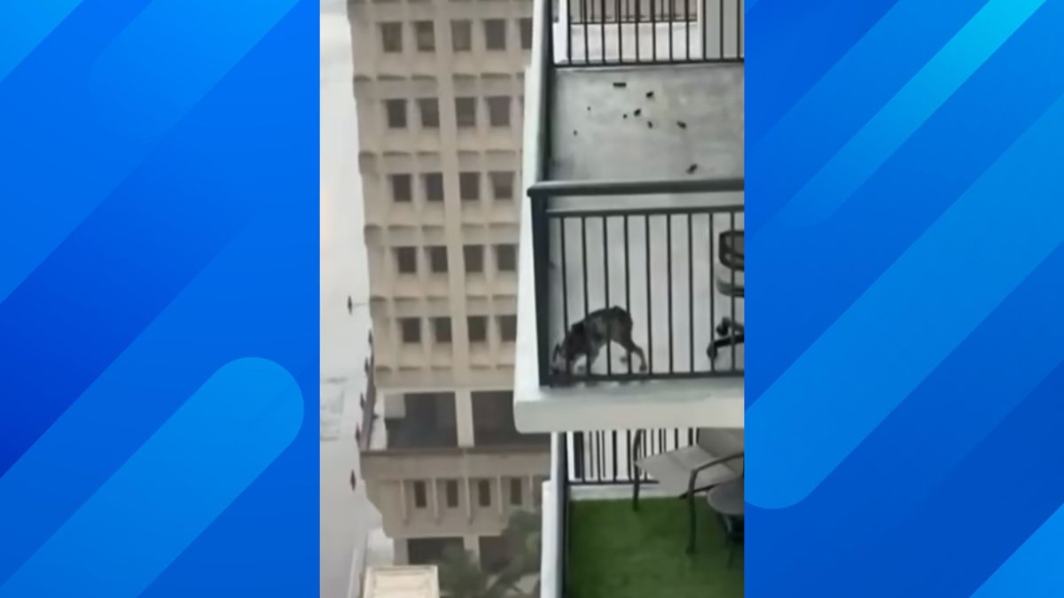 Miami High-Rise Dog Rescue Ends With Owner Arrested on Animal Cruelty Charge