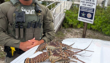 Man arrested, accused of possessing undersized lobsters in Florida Keys