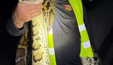 Florida's python economy: How much cash do hunters make for their kills?
