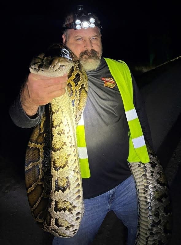 Florida's python economy: How much cash do hunters make for their kills?