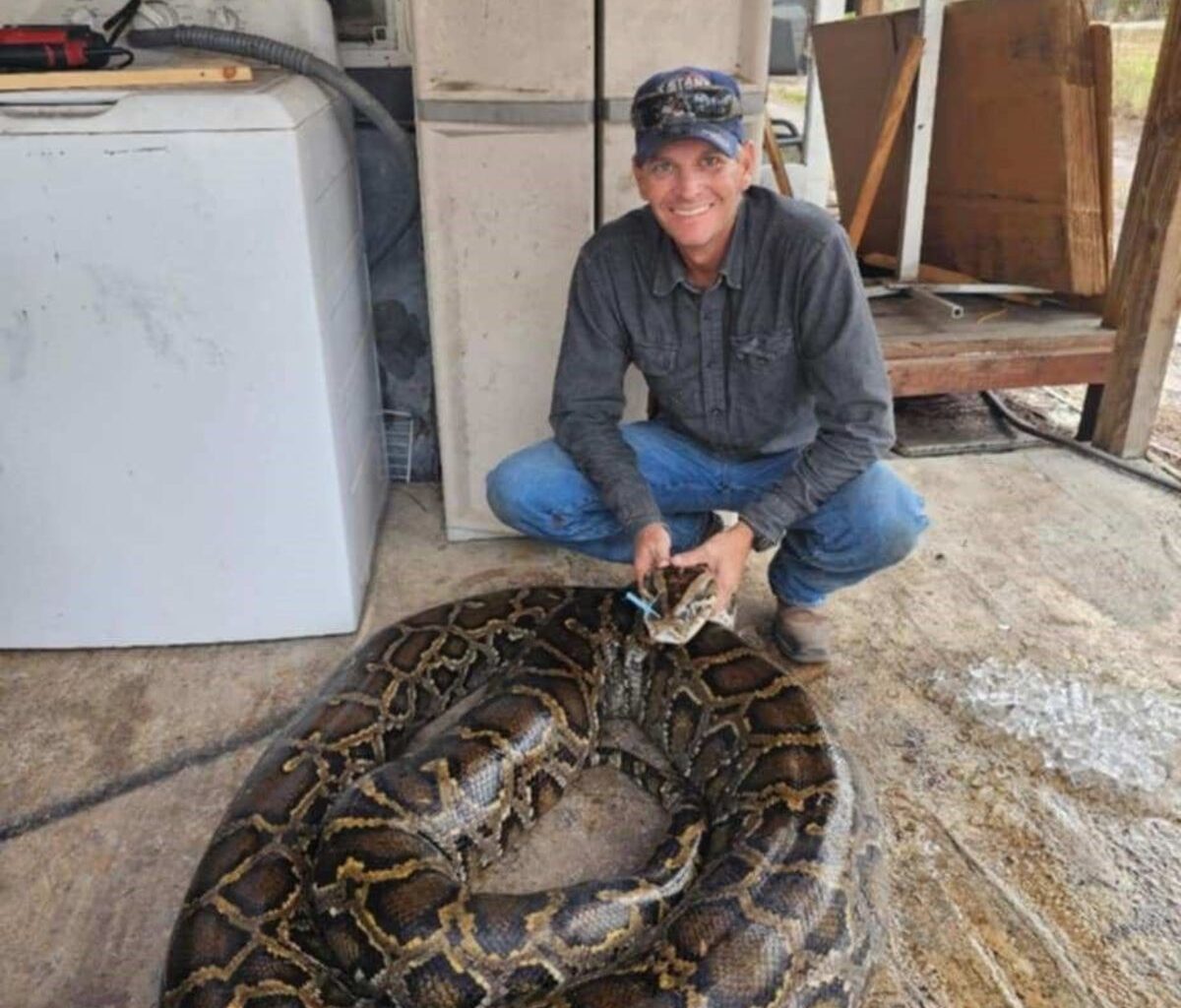 A look back: Florida's heaviest python caught in 2026 was near record