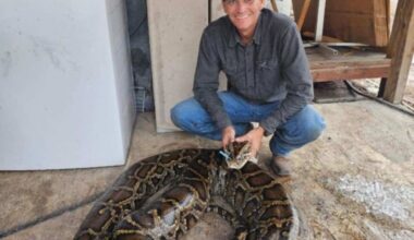 A look back: Florida's heaviest python caught in 2026 was near record