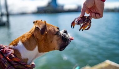 Florida Dog Comes Face-to-Face With a Crab Wielding a Knife
