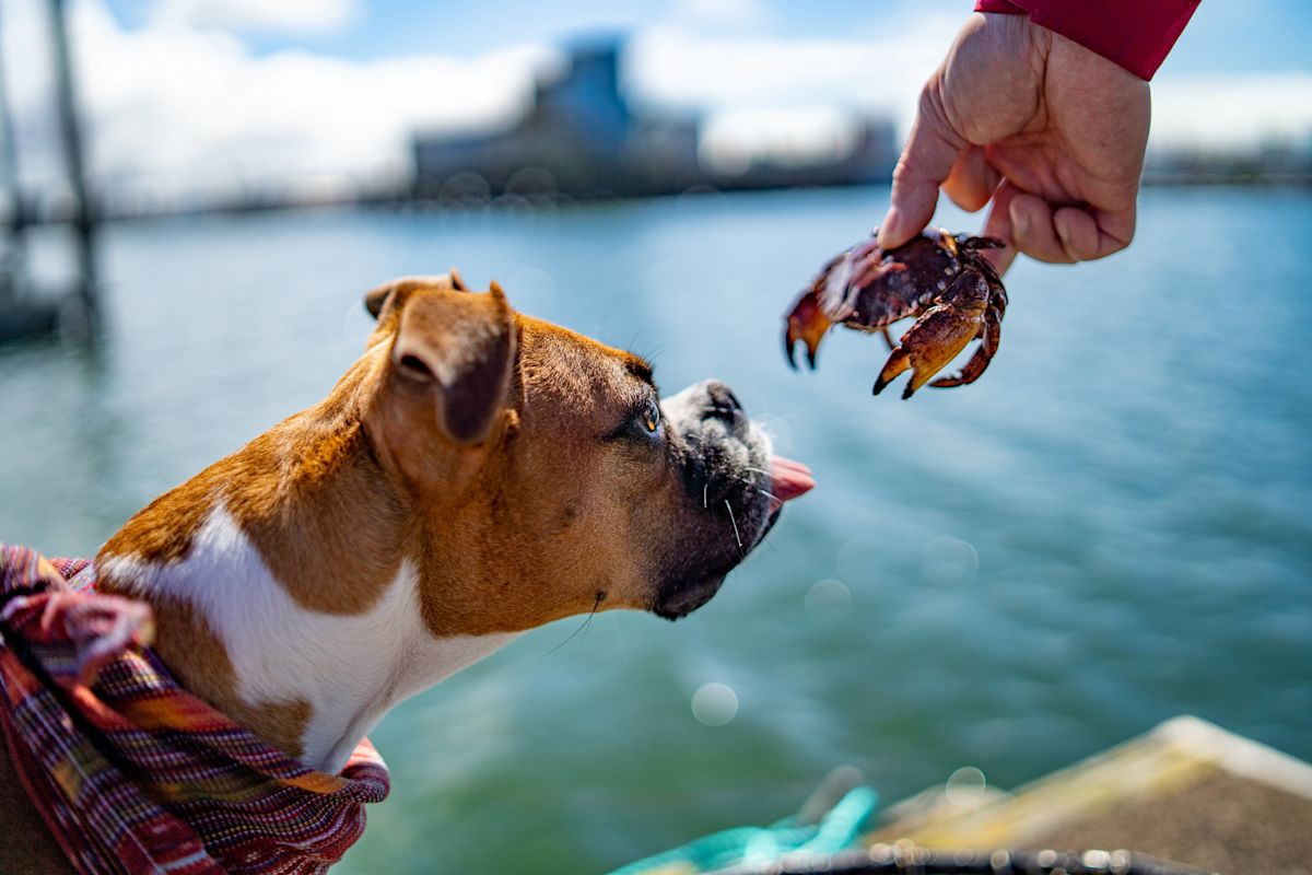 Florida Dog Comes Face-to-Face With a Crab Wielding a Knife