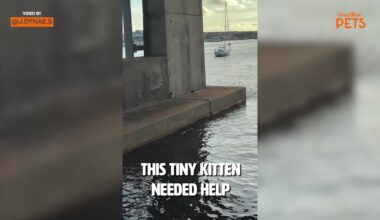 Rescuers Arrive By Jet Ski After Kitten Is Found Beneath Florida Bridge