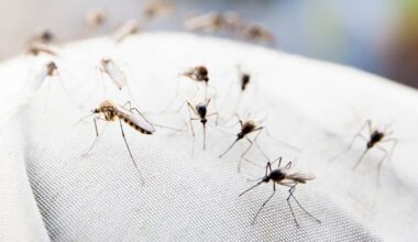 Florida Woman, 80, Dies of Dengue Fever as Cases Surge in the State for First Time in 15 Years