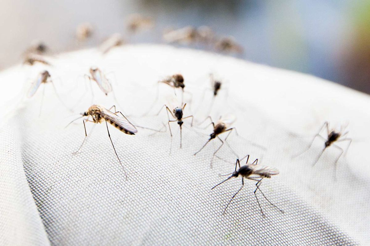 Florida Woman, 80, Dies of Dengue Fever as Cases Surge in the State for First Time in 15 Years