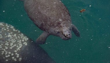 Florida manatees threatened by surge in boat strikes
