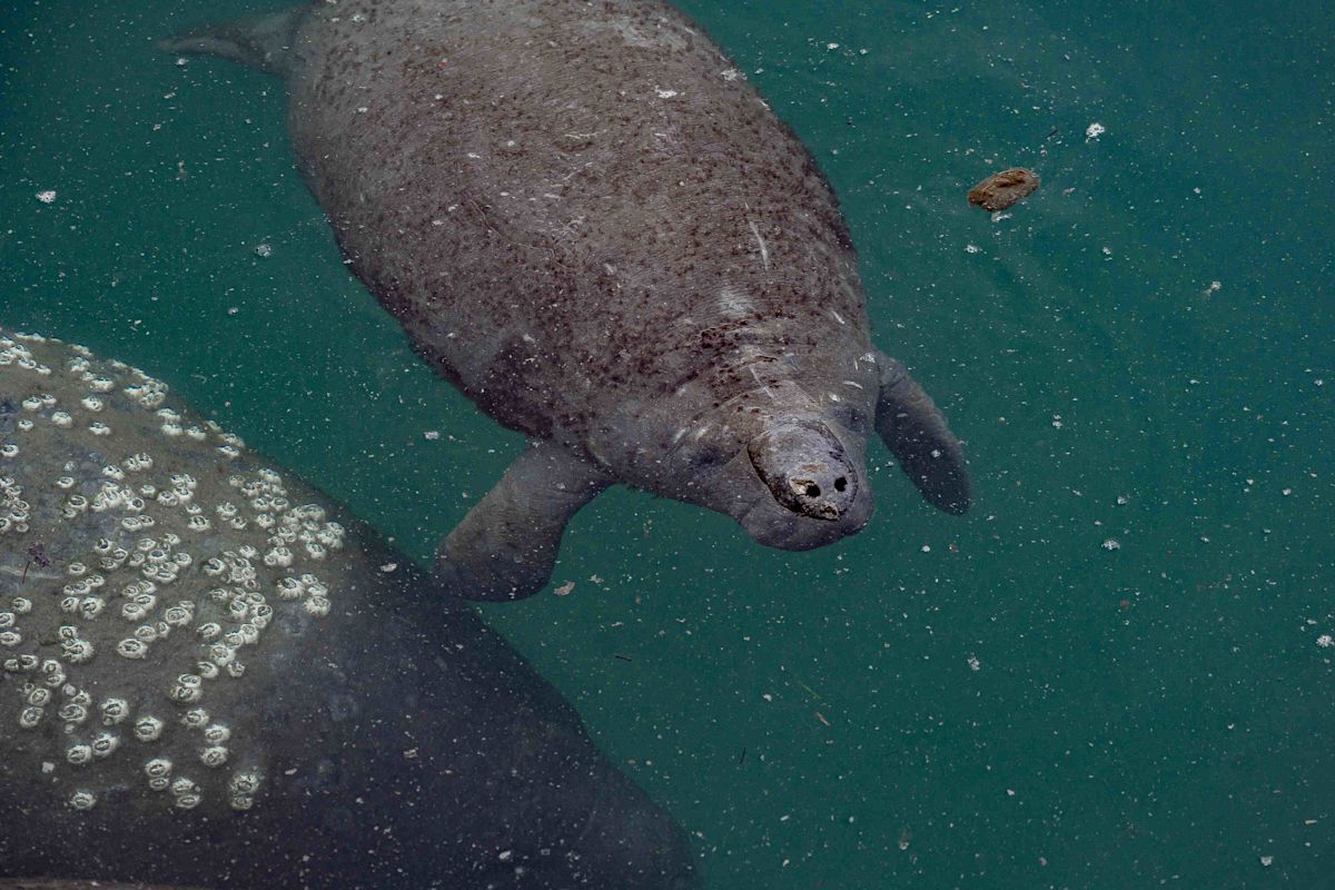 Florida manatees threatened by surge in boat strikes