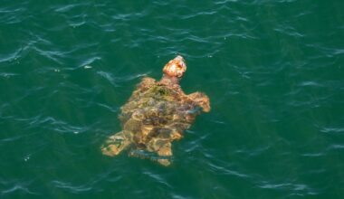 Florida coast visited by loggerhead sea turtle tagged by OCEARCH