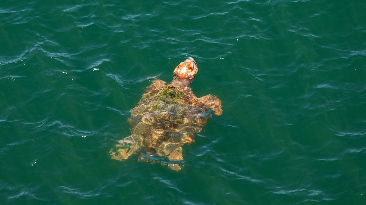 Florida coast visited by loggerhead sea turtle tagged by OCEARCH