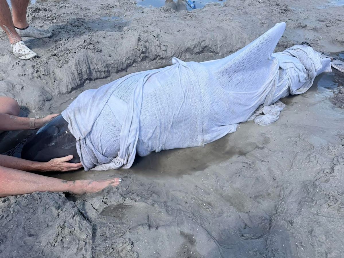 Dramatic dolphin rescue: Photos show what it took to save Florida mammal