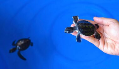 Florida Keys family finds 64 baby sea turtles in pool after home's bright lights lead them astray