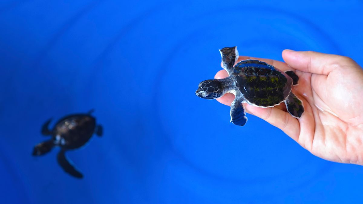 Florida Keys family finds 64 baby sea turtles in pool after home's bright lights lead them astray