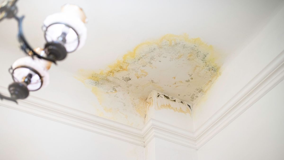 Florida condo owner says upstairs AC leak left mold, and neither HOA nor neighbor are responding