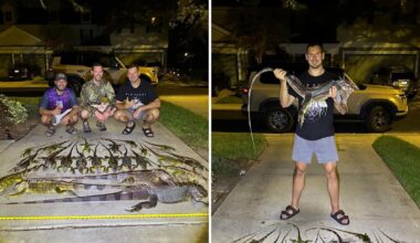 In Florida, hunters remove 22 invasive green iguanas, and commenters praise humane culling