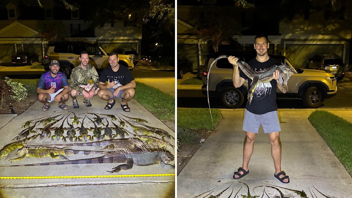 In Florida, hunters remove 22 invasive green iguanas, and commenters praise humane culling