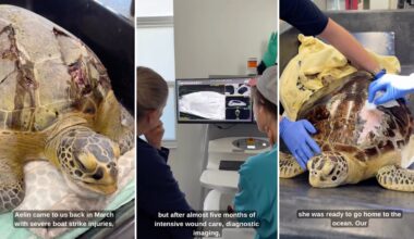 Florida sea turtle survives severe boat strike, gets a second chance back in the ocean