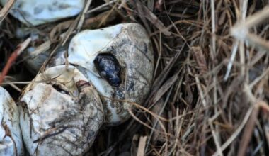 Florida Python Challenge turns up mostly hatchlings, signaling a deeper Everglades problem