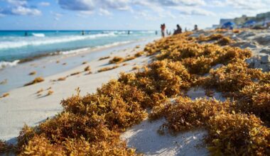 Miami-Dade county hauled a record 9,000 tons of sargassum as South Florida beaches suffocate