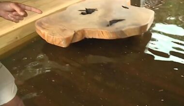 Florida wildlife sanctuary swamped after 9 inches of rain, residents say drainage calls unanswered