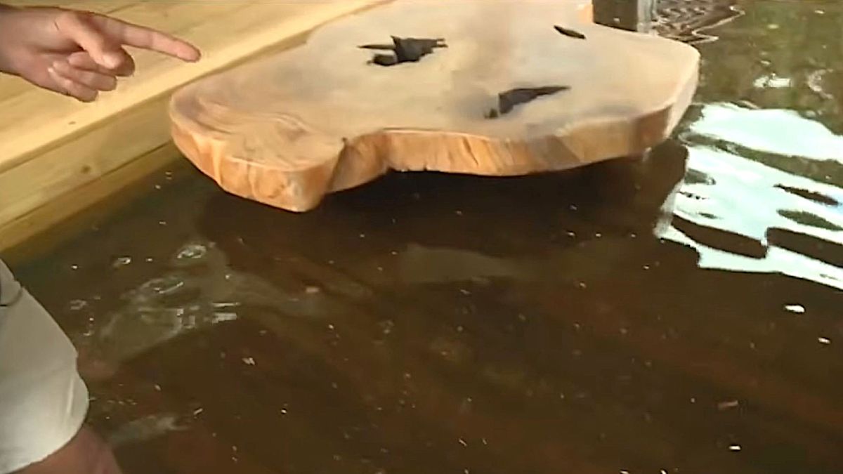 Florida wildlife sanctuary swamped after 9 inches of rain, residents say drainage calls unanswered