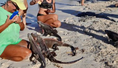 Florida city puts a $100 price on feeding iguanas after 3-2 council vote