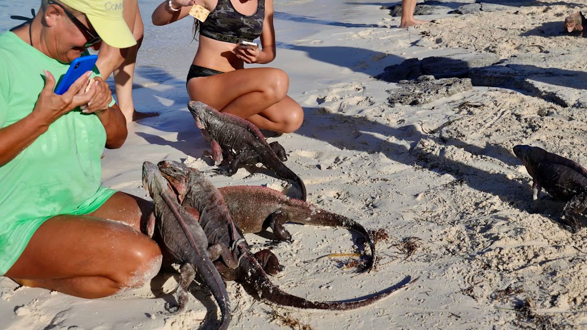 Florida city puts a $100 price on feeding iguanas after 3-2 council vote