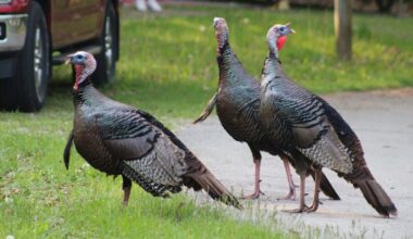 Florida golfers spot giant alligator on fairway, trailed by a flock of turkeys