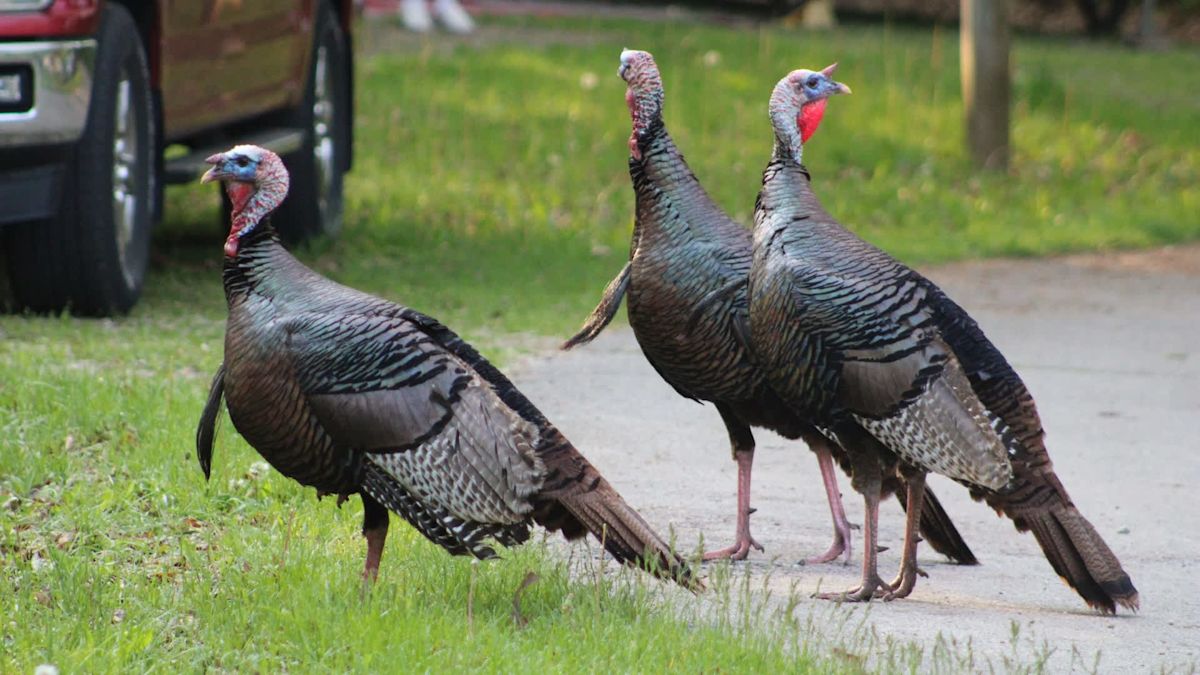 Florida golfers spot giant alligator on fairway, trailed by a flock of turkeys