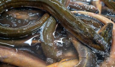 South Florida refuge detects air-breathing swamp eels as concerns grow for the Everglades