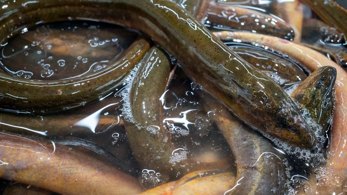 South Florida refuge detects air-breathing swamp eels as concerns grow for the Everglades