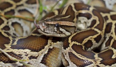 South Florida study tracked 350 Burmese pythons, found adults brooding eggs in trees