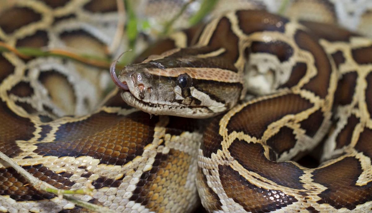 South Florida study tracked 350 Burmese pythons, found adults brooding eggs in trees