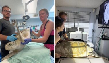 Florida sea turtle gets donor blood patch as vets work to stop leak preventing her from diving