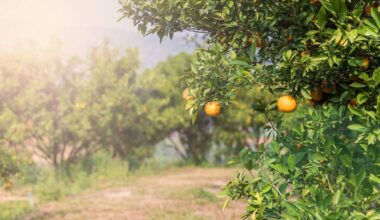 Florida's citrus acreage keeps disappearing as storms, disease, and development take a toll