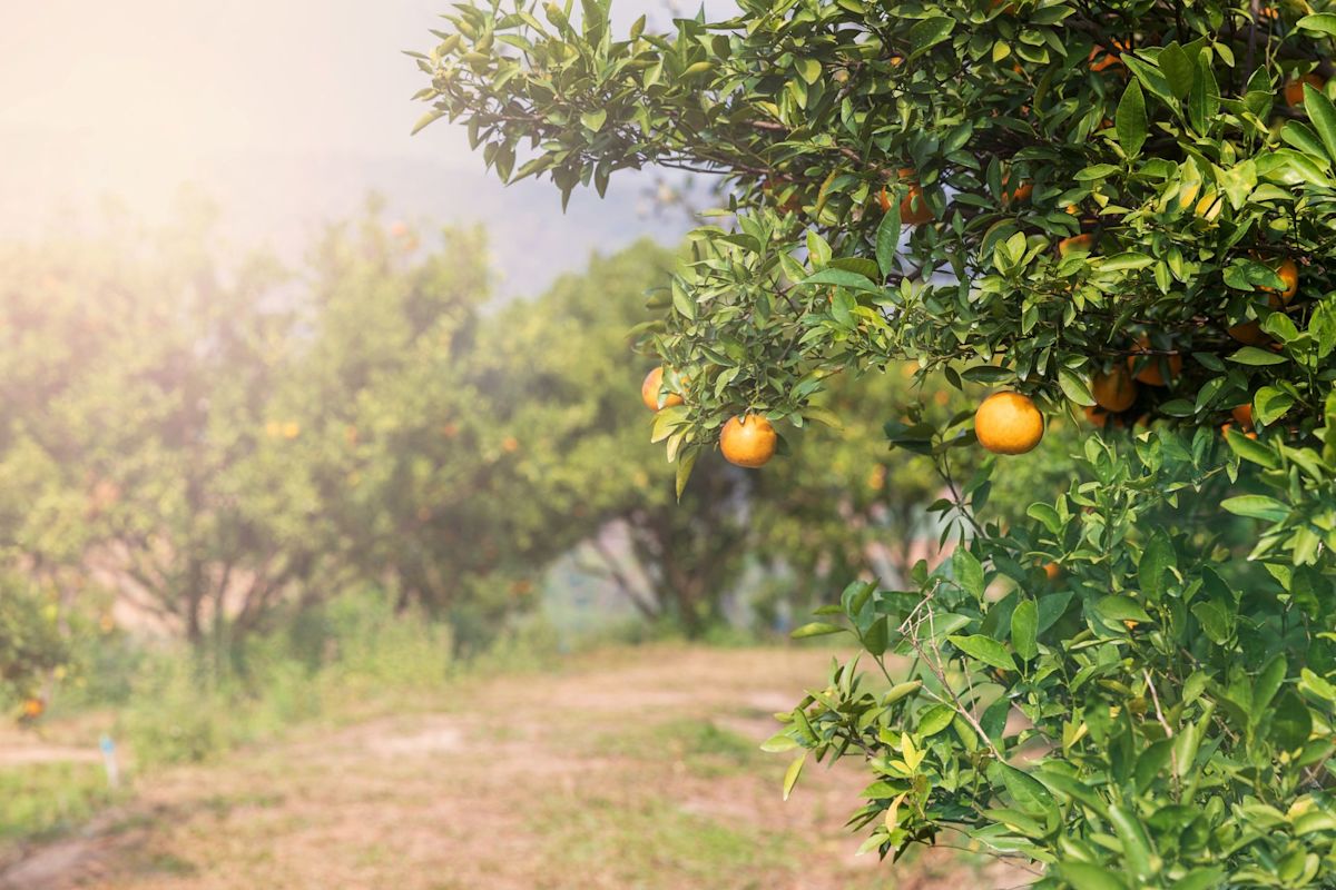 Florida's citrus acreage keeps disappearing as storms, disease, and development take a toll