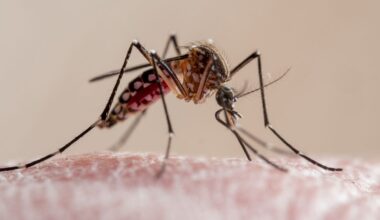 What to know about dengue fever as Florida reports 1st death and cases rise