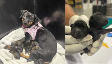 Dachshund rescued from hoarding situation welcomes puppies at Humane Society of Tampa Bay