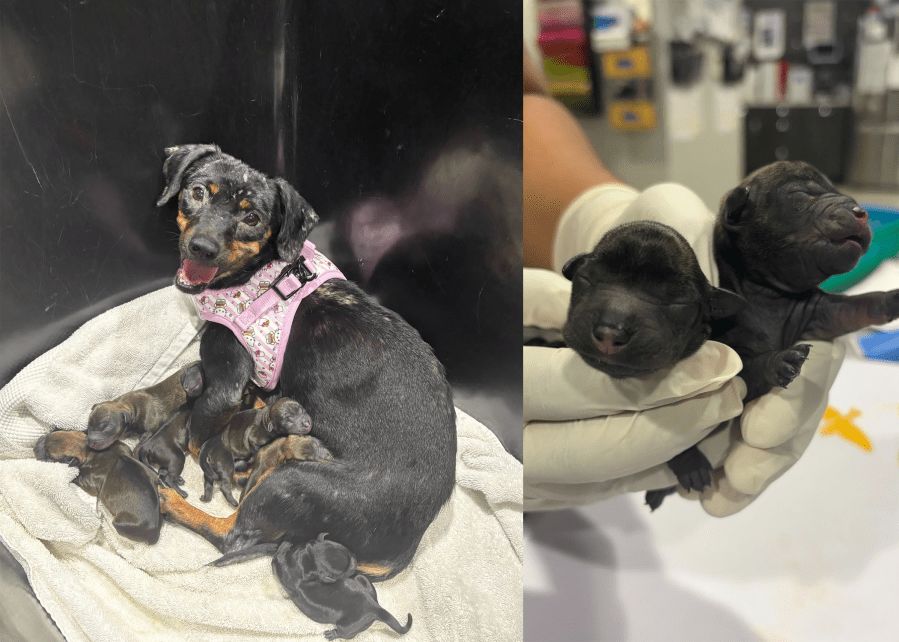 Dachshund rescued from hoarding situation welcomes puppies at Humane Society of Tampa Bay