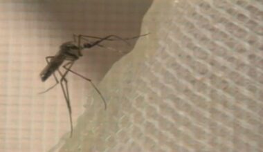 Florida dengue outbreak: Health officials investigate possible dengue-related death in Tampa