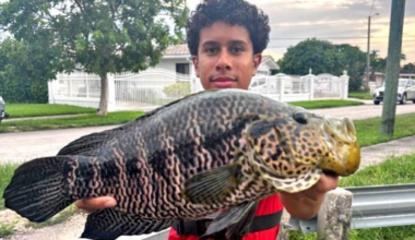 9-year Jaguar guapote Florida record beaten by 16-year-old in Miami – NBC 6 South Florida