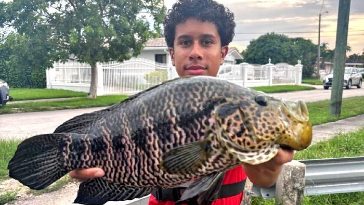 9-year Jaguar guapote Florida record beaten by 16-year-old in Miami – NBC 6 South Florida