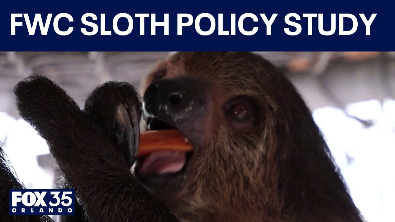 FWC lays out policy changes for import of sloths in Florida 