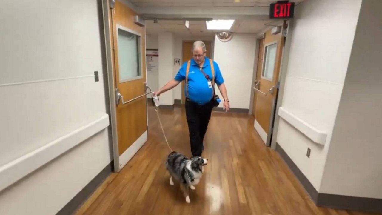 Jack and therapy dog Hunter spread joy at AdventHealth
