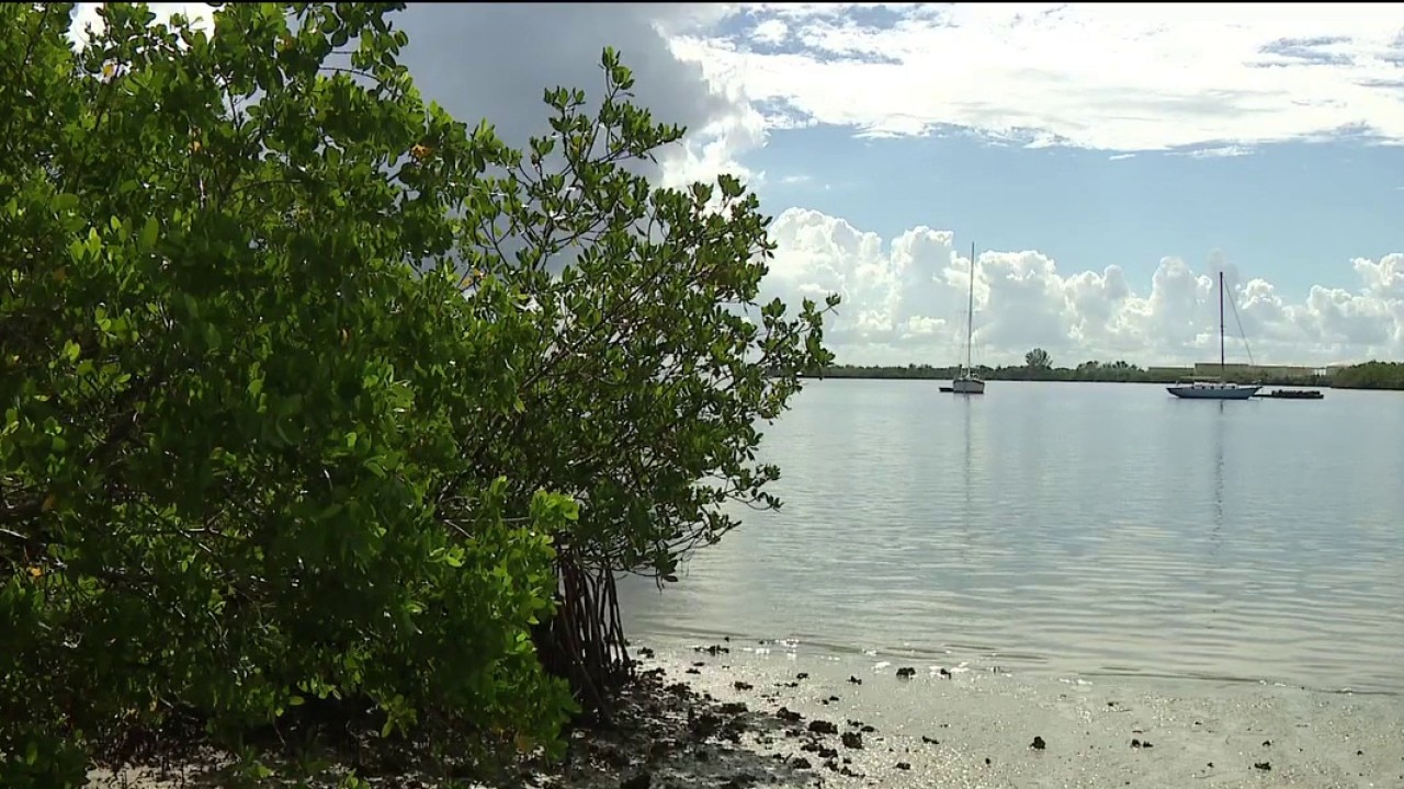 USF study probes microplastics in mangroves