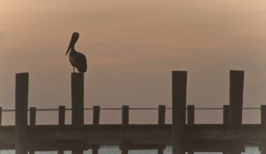 ISP Roundup: Wire 3 supersizes Port St. Lucie build plans