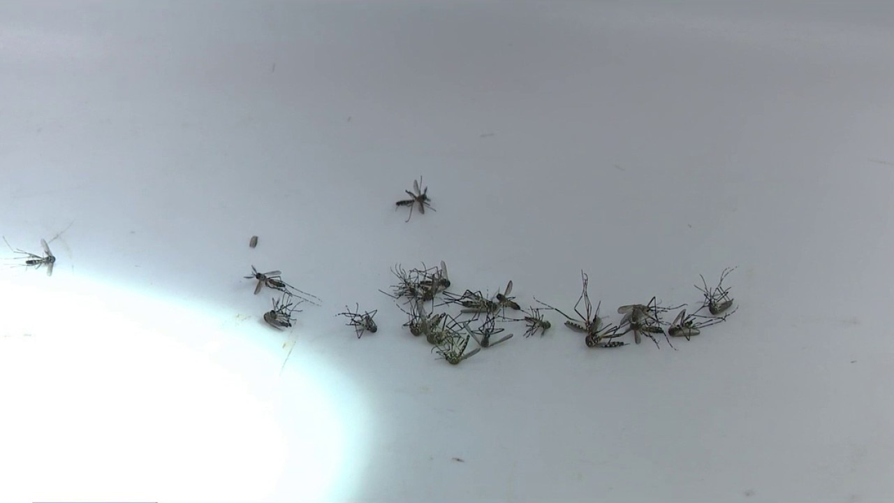 PREVIOUS COVERAGE: Local Dengue fever cases on the rise