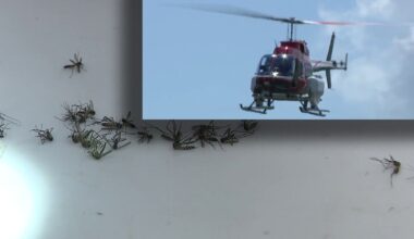 Dengue response: Low-flying helicopters to spray Tampa neighborhoods