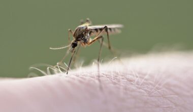 FL's 1st Dengue Fever Death Confirmed By Health Officials